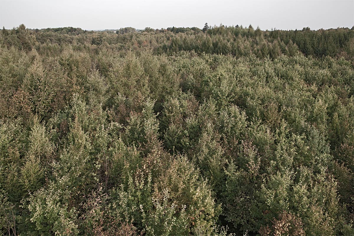 mauerwald, rest in peace #48, poland, 2011 (ww2 bunker of 'oberkommando des heeres')