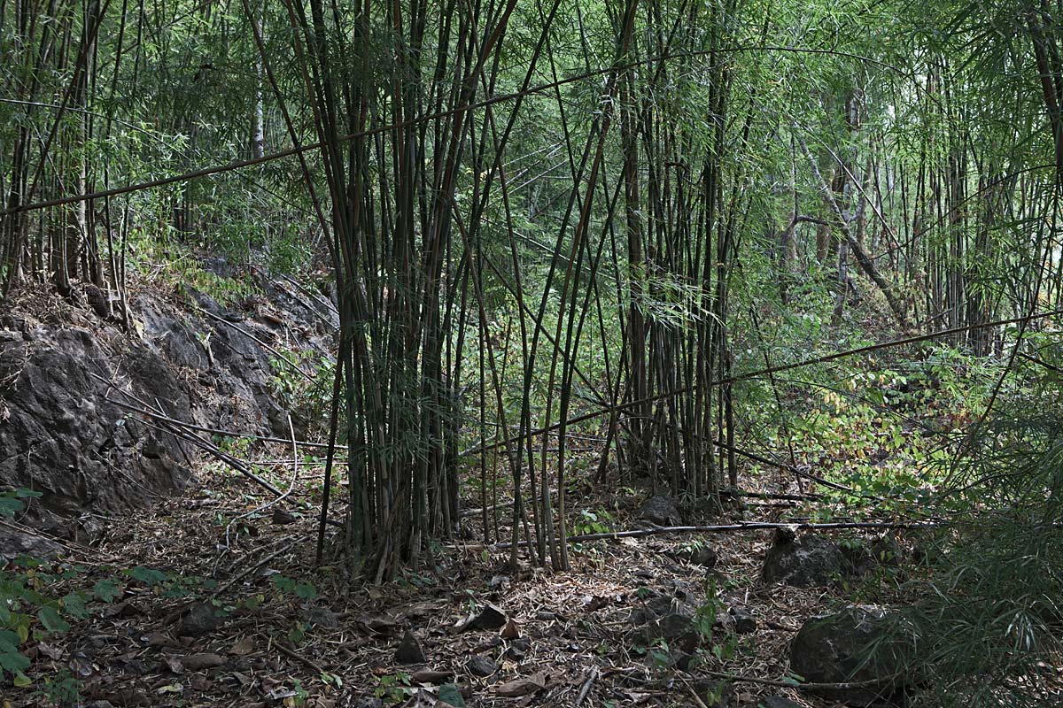 lost track #44, thailand, 2012 (hellfire pass, death railway)